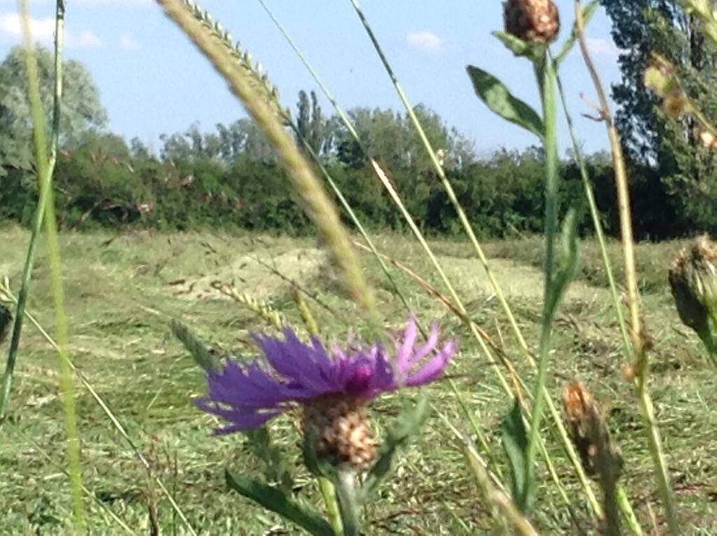 Le Clos De Fernande Corcelles-les-Arts エクステリア 写真
